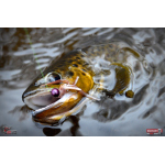 Nymfa REDBASS Nr. 1 S - 53 mm - 1 ks