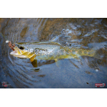 Nymfa REDBASS Nr. 1 S - 53 mm - 1 ks