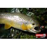 Nymfa REDBASS Nr. 1 S - 53 mm - 1 ks