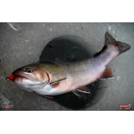 Nymfa REDBASS Nr. 1 S - 53 mm - 1 ks