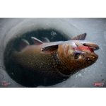Nymfa REDBASS Nr. 1 S - 53 mm - 1 ks