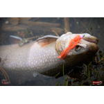 Nymfa REDBASS Nr. 1 S - 53 mm - 1 ks