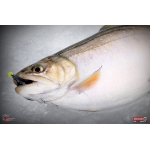 Nymfa REDBASS Nr. 1 S - 53 mm - 1 ks