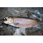 Nymfa REDBASS Nr. 1 S - 53 mm - 1 ks