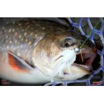Nymfa REDBASS Nr. 1 S - 53 mm - 1 ks
