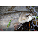 Nymfa REDBASS Nr. 1 S - 53 mm - 1 ks