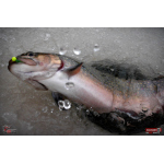 Nymfa REDBASS Nr. 1 S - 53 mm - 1 ks