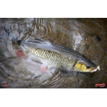 Nymfa REDBASS Nr. 1 S - 53 mm - 1 ks