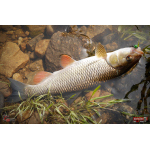 Nymfa REDBASS Nr. 1 S - 53 mm - 1 ks