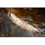 Nymfa REDBASS Nr. 1 S - 53 mm - 1 ks