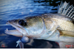 Nymfa REDBASS Nr. 1 X - 100 mm - balení 5 ks