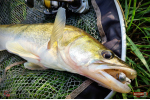Nymfa REDBASS Nr. 1 X - 100 mm - balení 5 ks