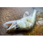 Nymfa REDBASS Nr. 1 X - 100 mm - balení 5 ks