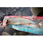 Nymfa REDBASS Nr. 1 XL - 130 mm - 1 ks