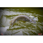 Nymfa REDBASS Nr. 1 XL - 130 mm - 1 ks