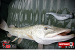 Ripper REDBASS PIKER - 155 mm