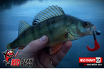 Smáček REDBASS SCB 4