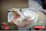 Smáček REDBASS SSF 4