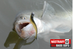 Smáček REDBASS SSF 4