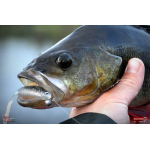 Smáček REDBASS SSF 3