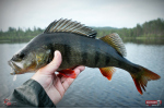 Smáček REDBASS SSF 3