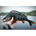 Smáček REDBASS SSF 3