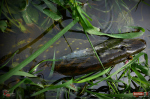 Smáček REDBASS SSF 3