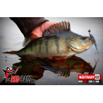 Smáček REDBASS SSR 3