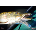Ripper REDBASS SWIMMER XXL - 200 mm