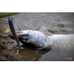 Ripper REDBASS SWIMMER XXL - 200 mm