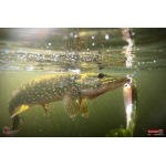 Ripper REDBASS SWIMMER XXL - 200 mm