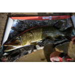 Ripper REDBASS SWIMMER XXL - 200 mm