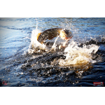 Ripper REDBASS SWIMMER XXL - 200 mm