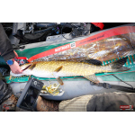 Ripper REDBASS SWIMMER XXL - 200 mm