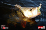 Ripper REDBASS SWIMMER SLIM XL - 125 mm