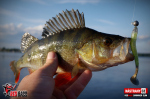 Ripper REDBASS SWIMMER SLIM L - 88 mm