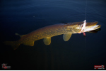 Ripper REDBASS SWIMMER SLIM L - 88 mm