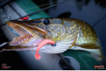 Ripper REDBASS SWIMMER SLIM L - 88 mm
