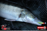 Ripper REDBASS SWIMMER SLIM S - 70 mm