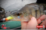 Ripper REDBASS SWIMMER SLIM S - 70 mm