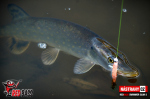 Ripper REDBASS SWIMMER SLIM S - 70 mm