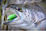 TROUT GRUB X 3 x 33 mm REDBASS