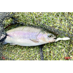 TROUT GRUB L 3 x 25 mm REDBASS