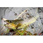 TROUT GRUB L 3 x 25 mm REDBASS