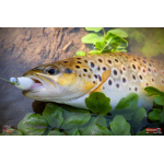 TROUT GRUB L 3 x 25 mm REDBASS