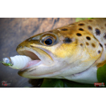 TROUT GRUB L 3 x 25 mm REDBASS
