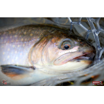 TROUT GRUB L 3 x 25 mm REDBASS