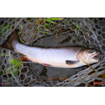 TROUT GRUB L 3 x 25 mm REDBASS
