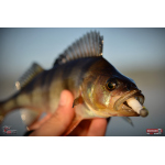 Červosmáček REDBASS WORMETO 77 mm