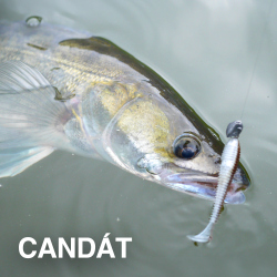 VŠE NA CANDÁTY